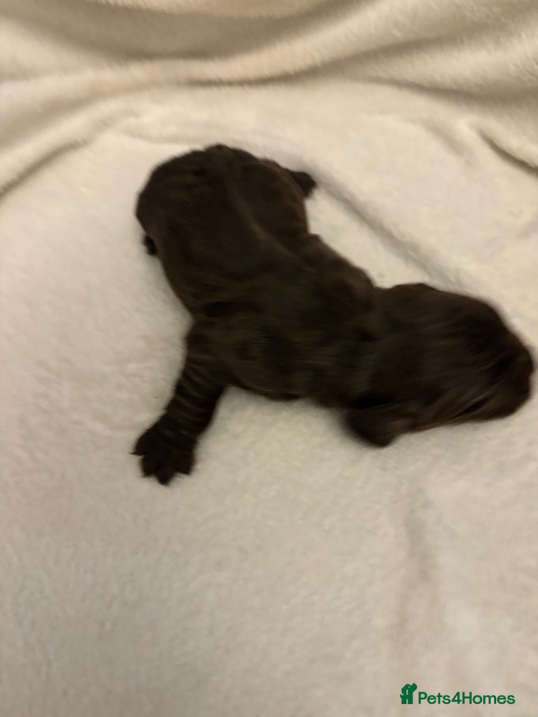 Cocker Spaniel dogs for sale: Cocker Spaniel Pups Seeking Forever Homes!💖 - Image 33