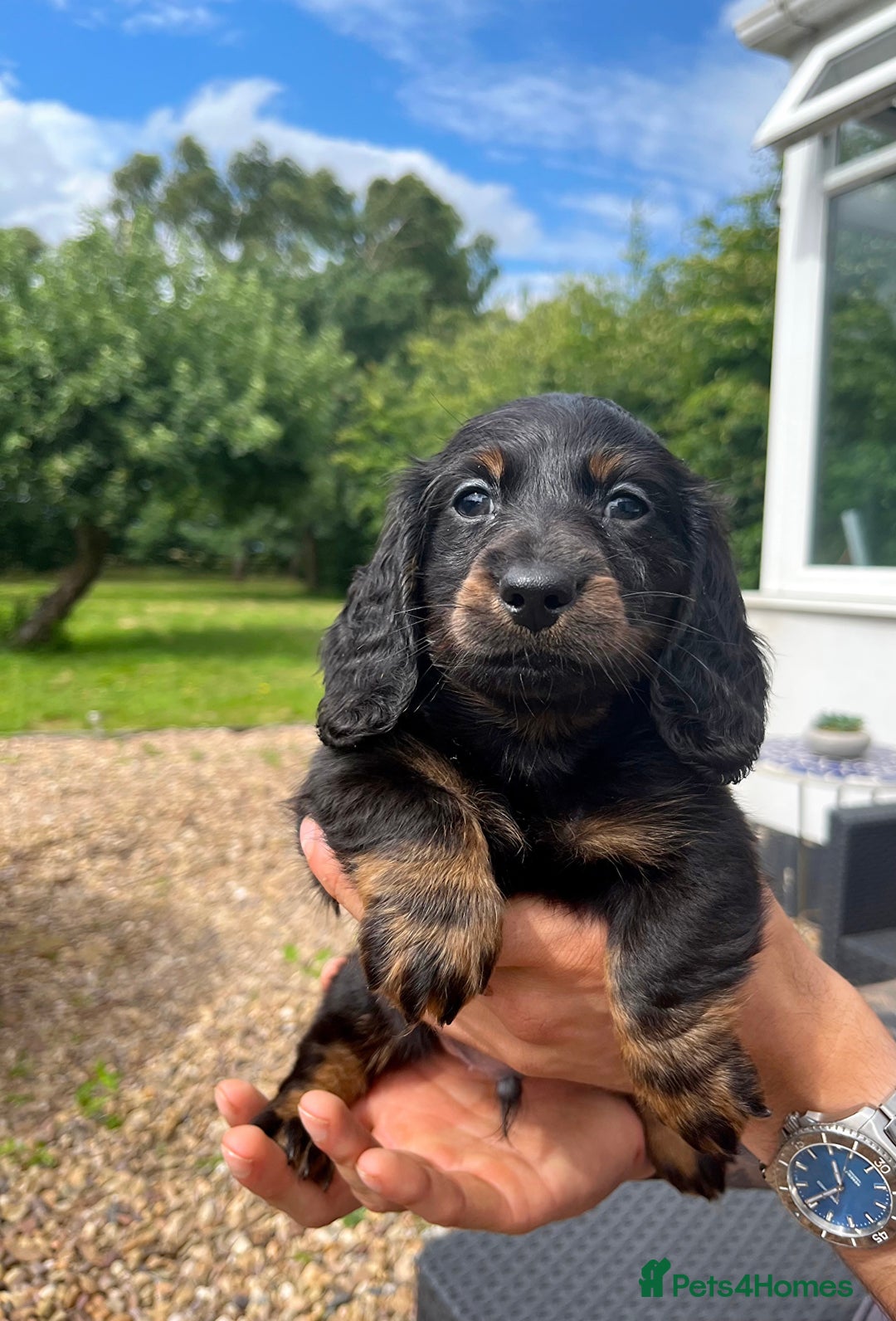 Miniature Dachshund dogs for sale: Top Show Quality KC Miniature Dachshund Puppies - Image 36