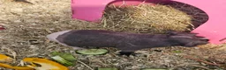 Guinea Pig rodents for sale: Two female skinny pigs plus cage - Advert 7