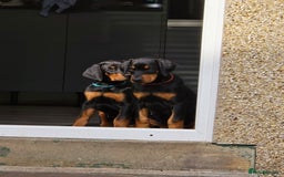 Dobermann dogs for sale: Dobermann puppies for sale in Morecambe - Image 5