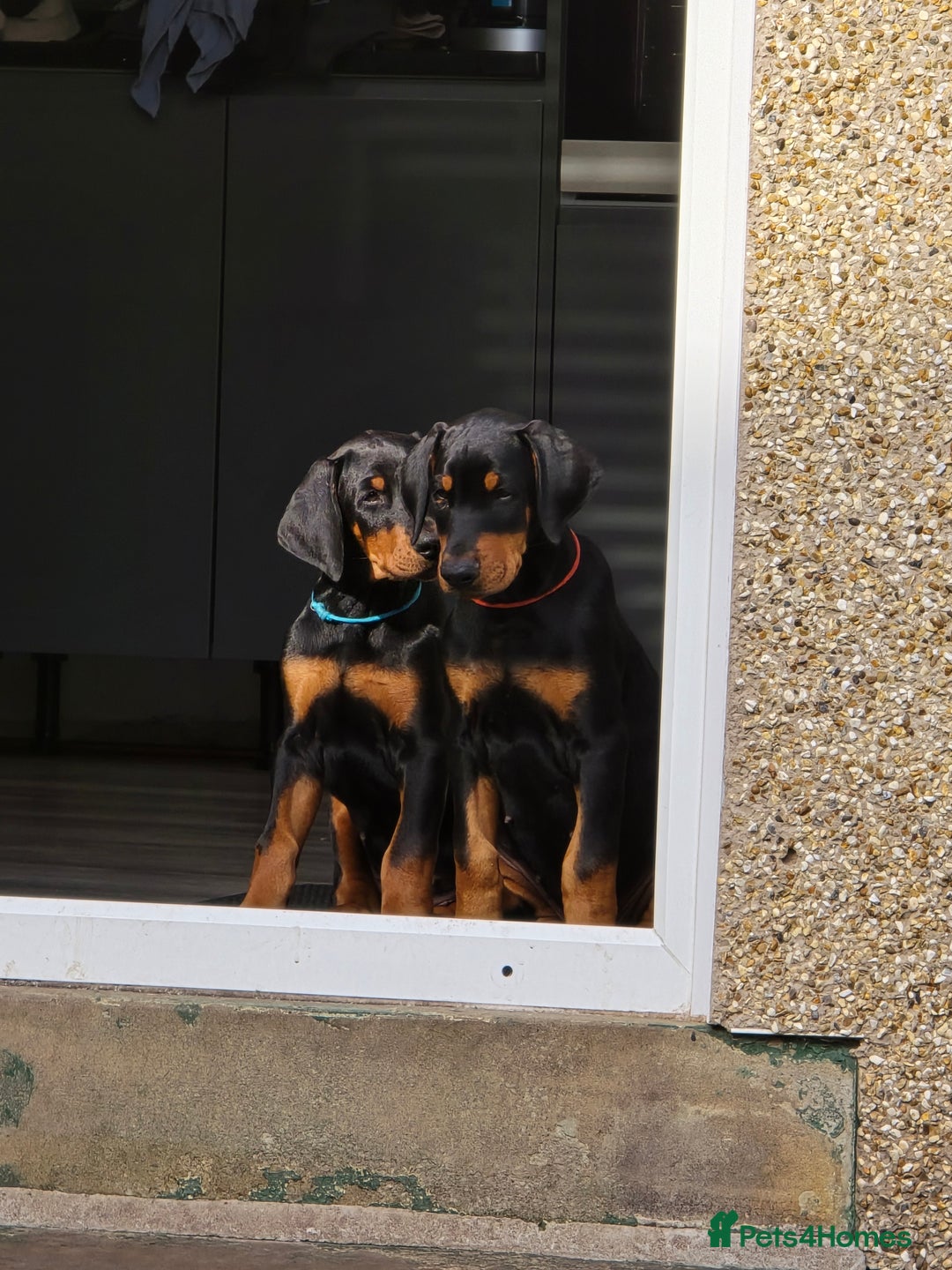 Dobermann dogs for sale: Dobermann puppies for sale in Morecambe - Image 5