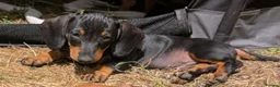Dachshund dogs for sale: Gorgeous sausage dog puppies  - Advert 13