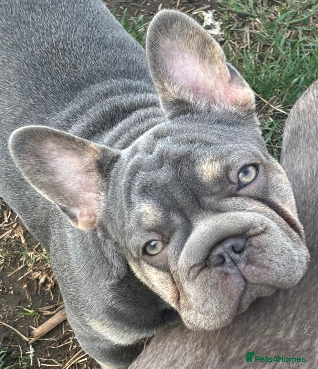 French Bulldog dogs for sale: French Bulldog Puppies, pink and fluffy carriers - Image 22