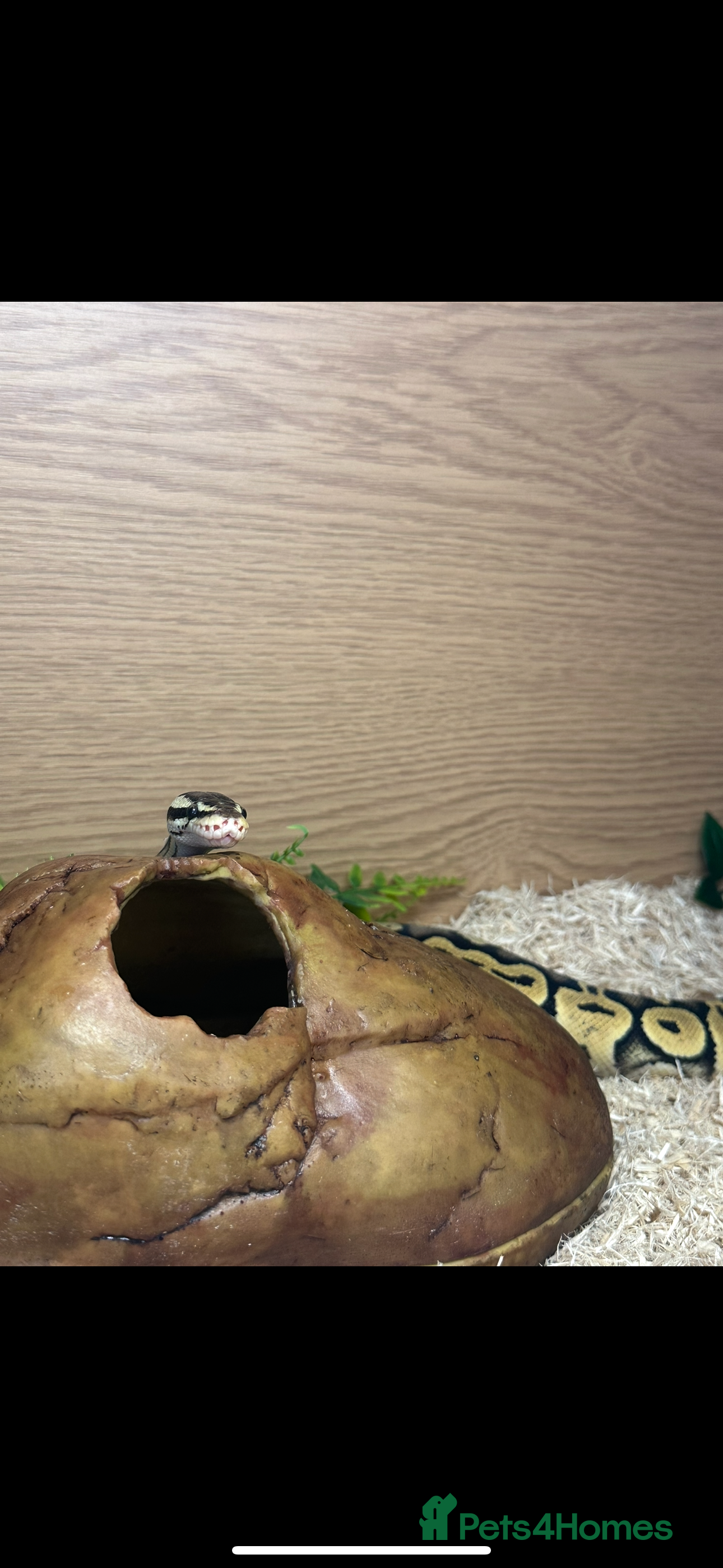 Python Snake reptiles Male ball python  - Advert 1