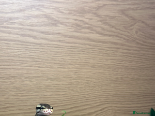 Python Snake reptiles Male ball python - Advert 2