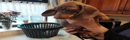 Dachshund dogs for sale: Miniature Dashound puppys  - Advert 4