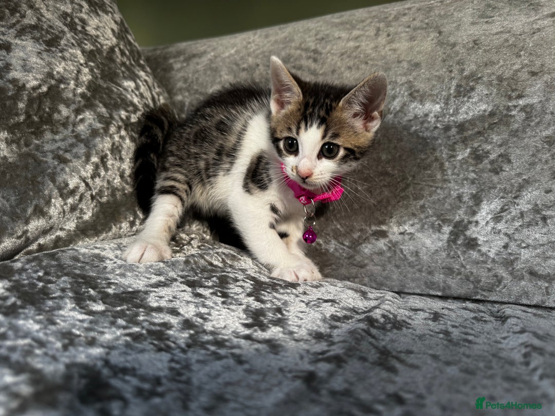 British Shorthair cats for sale: ✨🍑 PEACH & PISTACHIO 💚✨ - Image 10