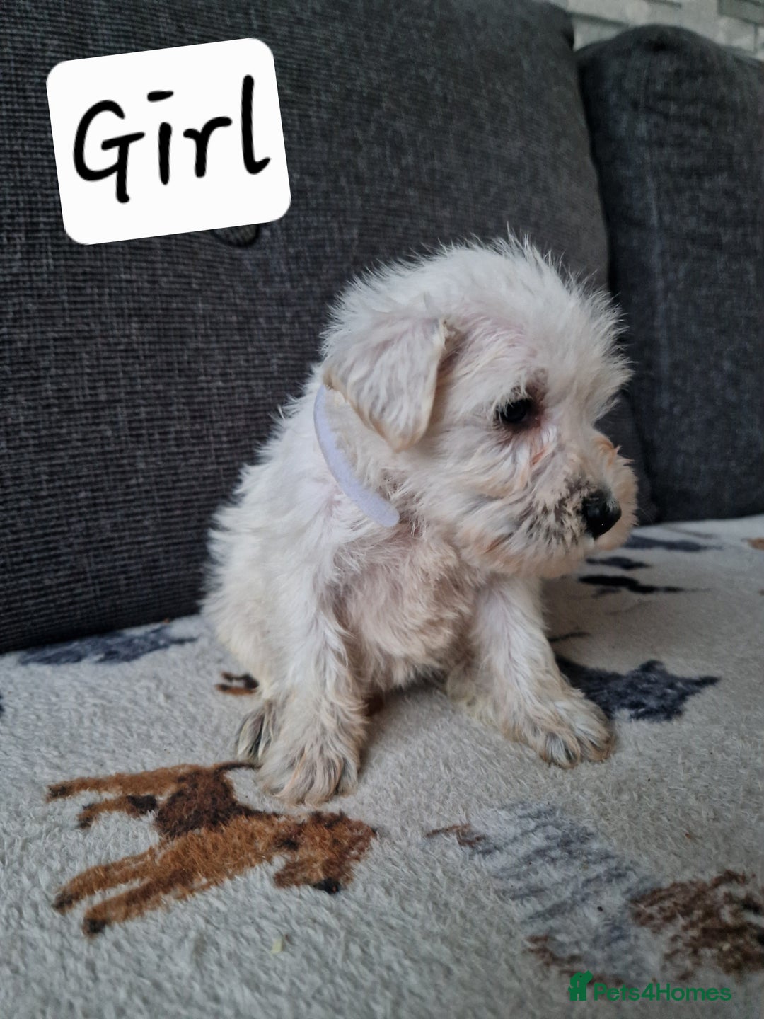 Miniature Schnauzer dogs for sale: Miniature schnauzer READY 21 DECEMBER  - Advert 13