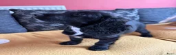 Cocker Spaniel dogs for sale: Nala- working cocker spaniel  - Advert 2