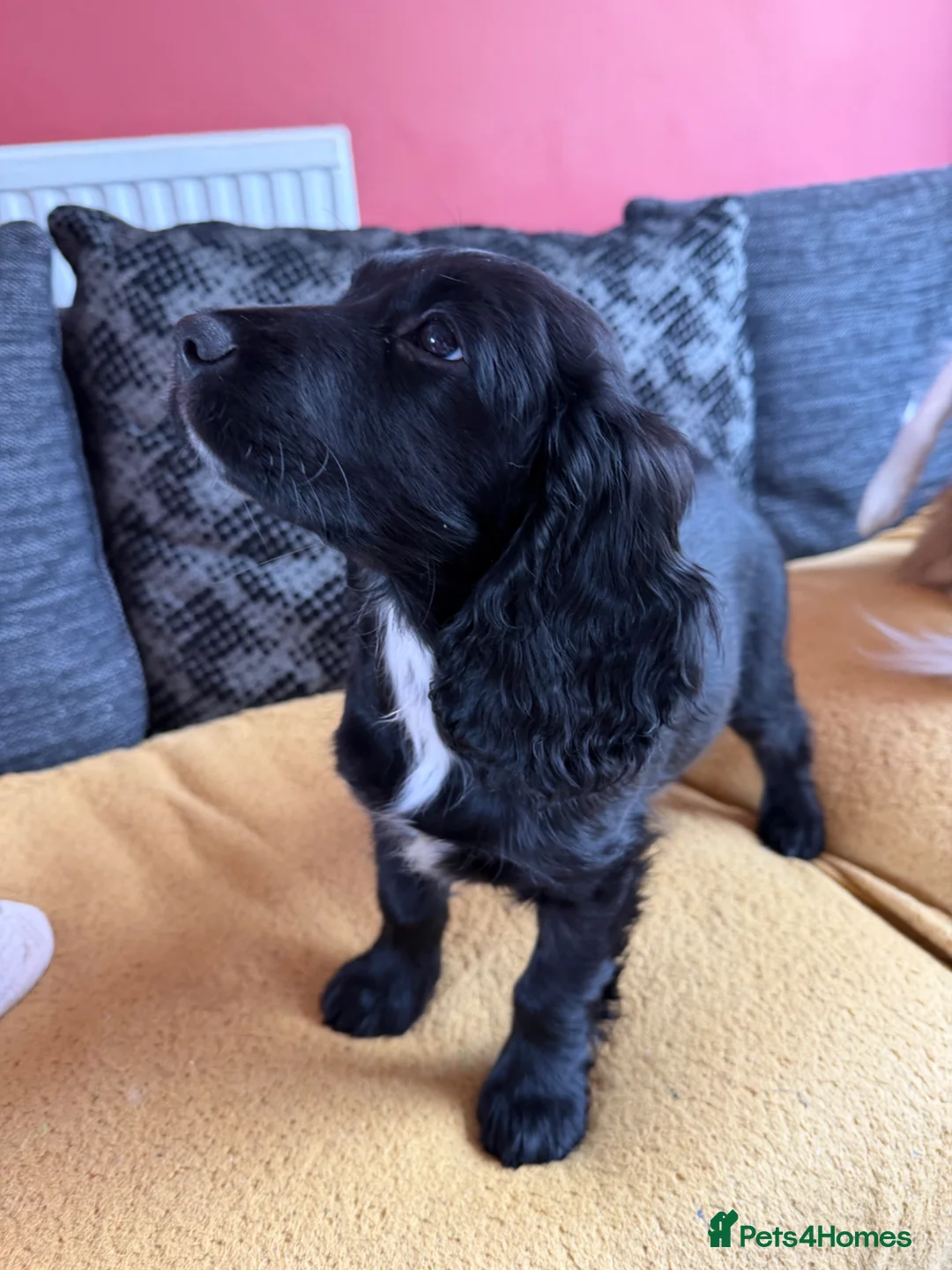 Cocker Spaniel dogs for sale: Nala- working cocker spaniel  - Advert 2