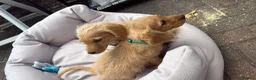 Labradoodle dogs for sale: 2 Male Labradoodle Puppies for sale  - Advert 4