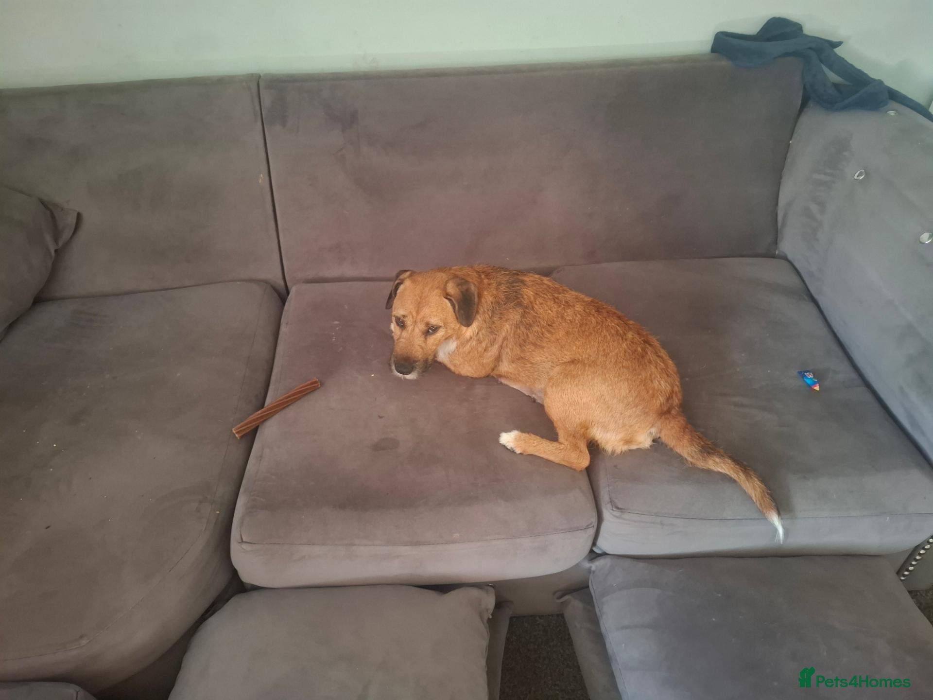 Patterjack dogs for sale: Patterjack (honey) - Advert 6