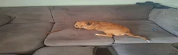 Patterjack dogs for sale: Patterjack (honey) - Advert 1