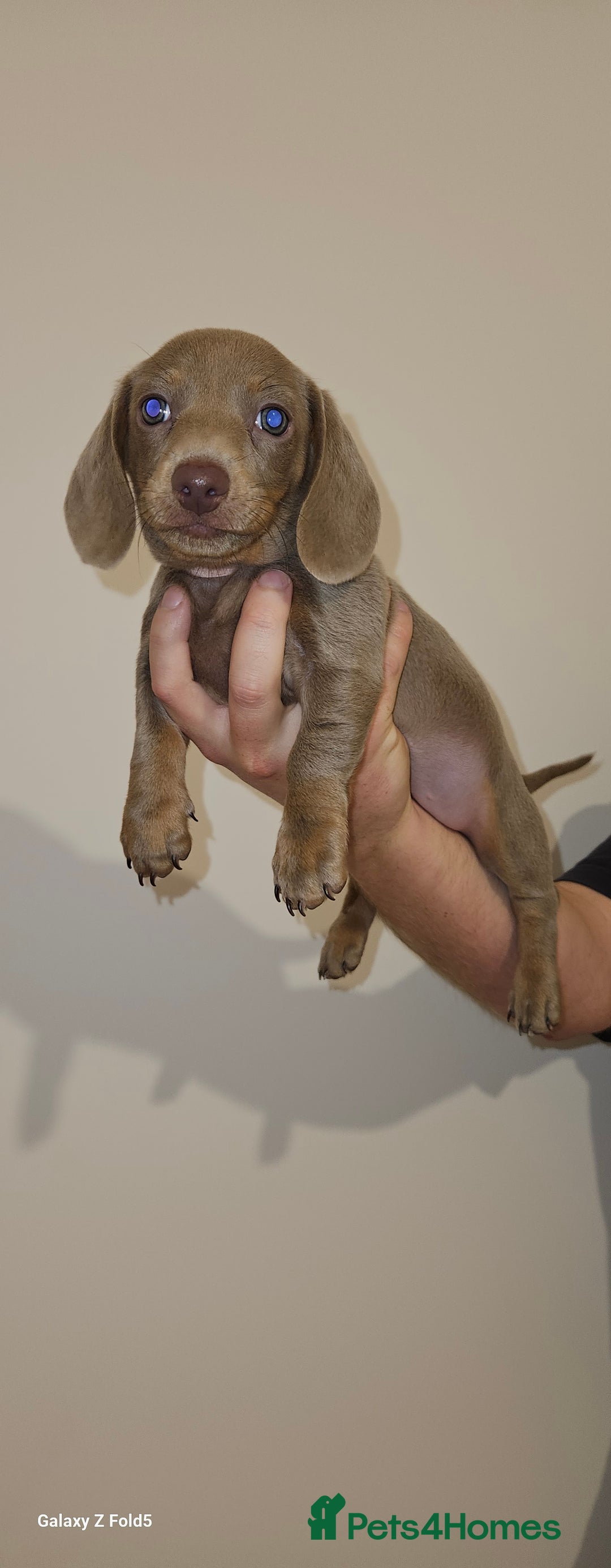 Miniature Dachshund dogs for sale: Silver and Tan Miniature Dachshunds  - Image 18