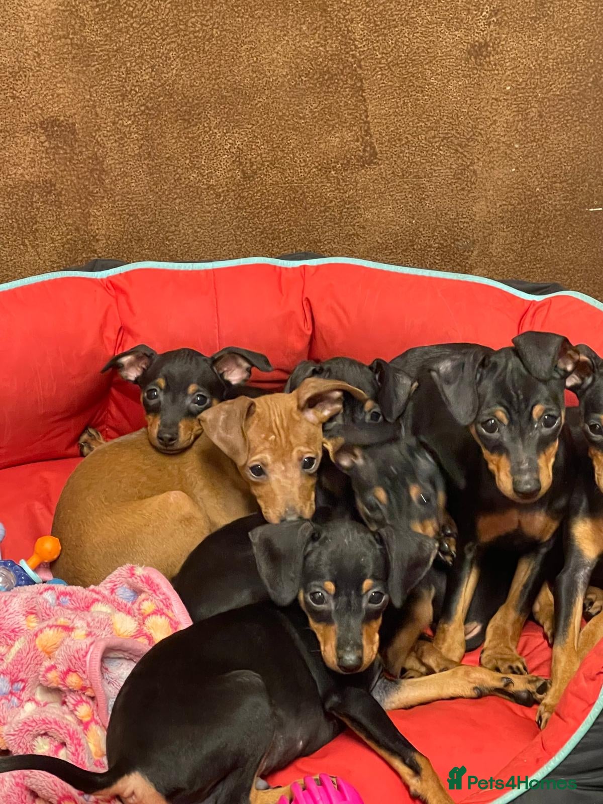 Miniature Pinscher dogs Beautiful Miniature Pinscher . - Advert 1