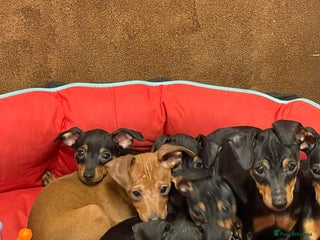 Miniature Pinscher dogs Beautiful Miniature Pinscher . - Advert 1