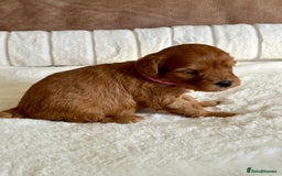 Cavapoo dogs for sale: Extensively Health Tested Cavapoo Puppies  - Image 11