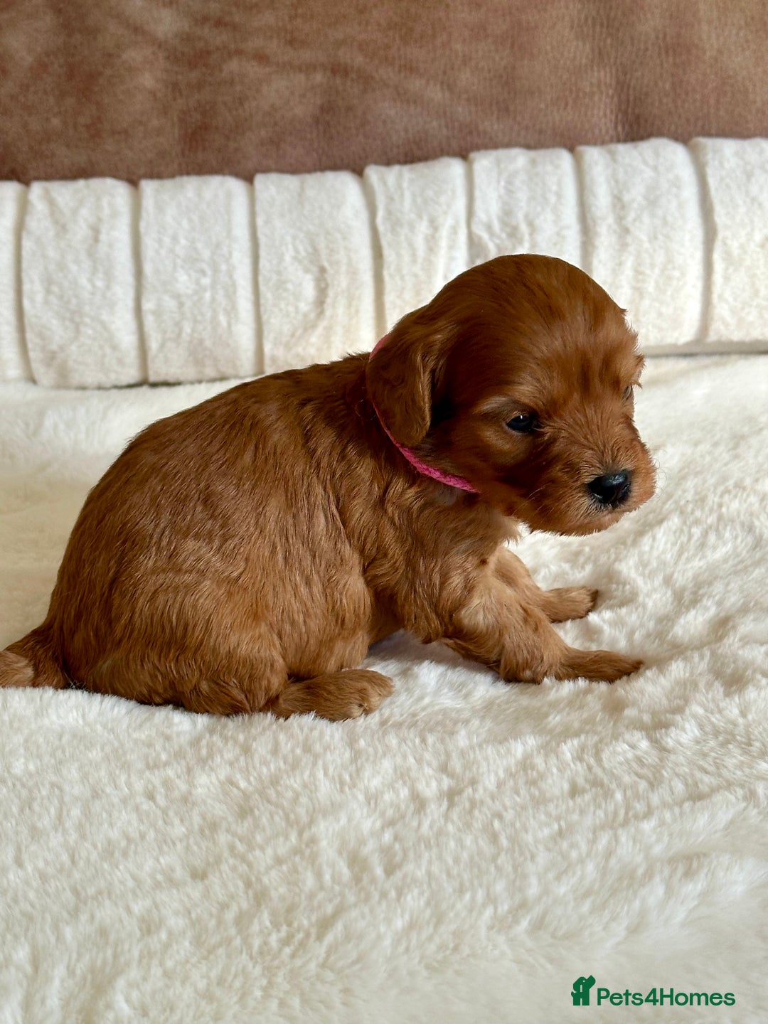 Cavapoo dogs for sale: Extensively Health Tested Cavapoo Puppies  - Image 11
