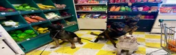 Mixed Breed dogs for sale: Security Dog for Sale  - Advert 5