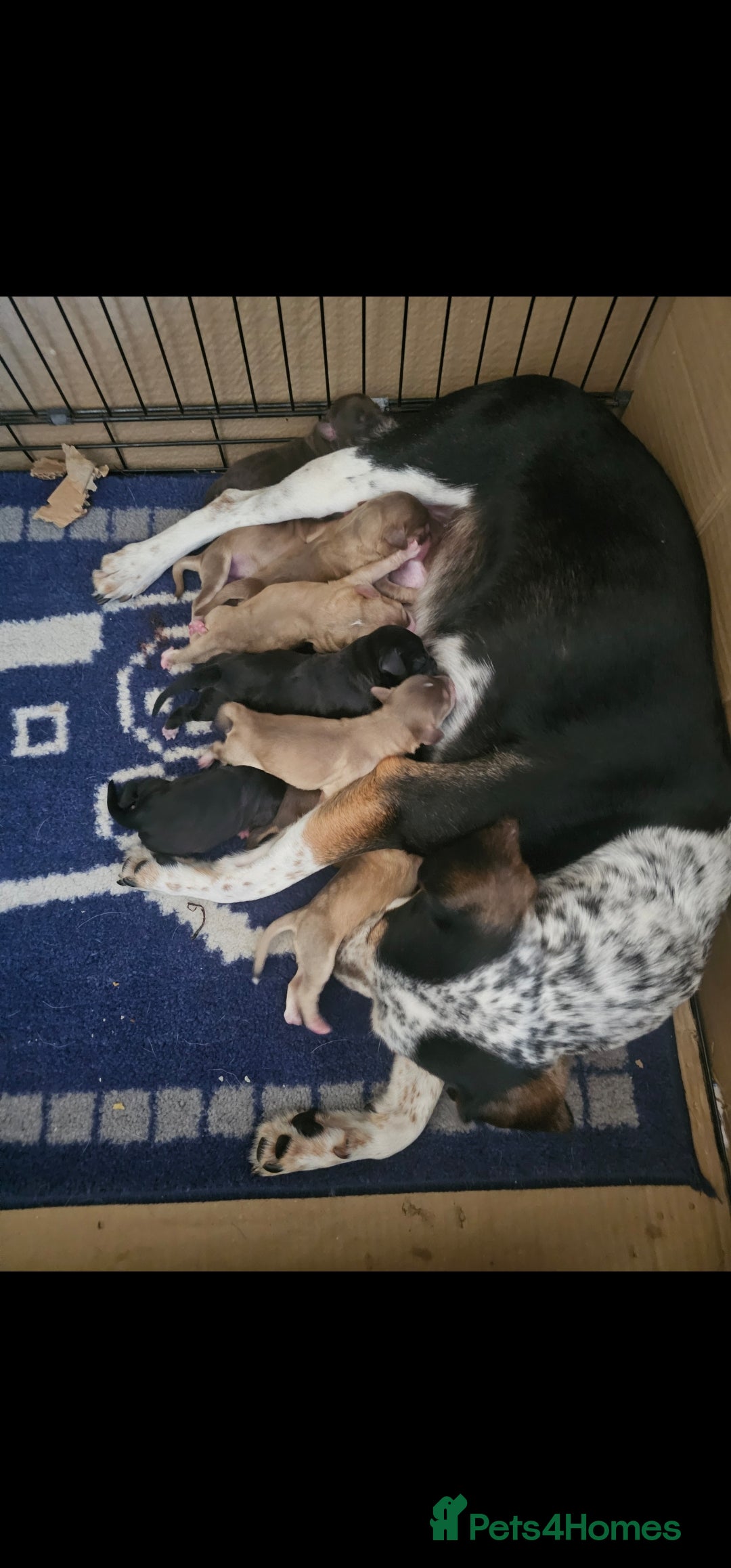 Mixed Breed dogs for sale: Mixed breed puppies for sale - Image 1