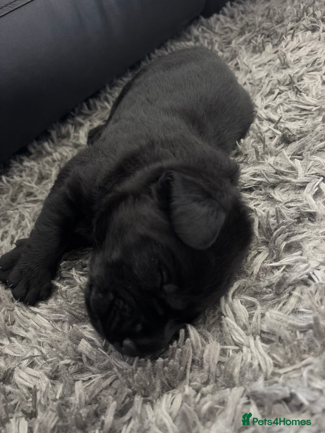 Labrador Retriever dogs for sale: Stunning litter of chunky black Labradors - Advert 16