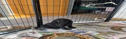 Cocker Spaniel dogs for sale: Black Cocker Spaniel Puppies - Advert 7