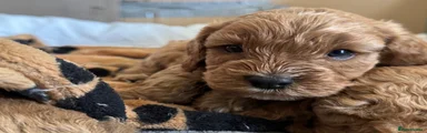 Cavapoo Puppy 6
