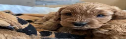 Cavapoo dogs for sale: Dog Trainer’s Cavapoo fur babies   - Advert 27