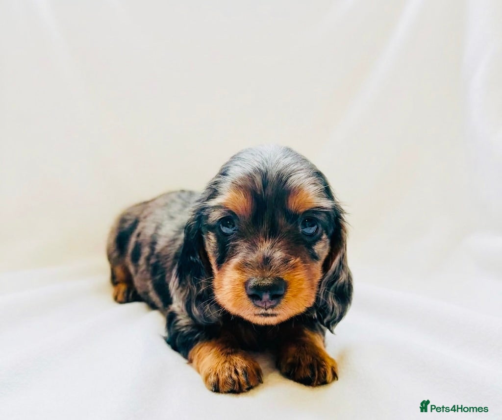 Miniature Dachshund dogs Quality Miniature Dachshund puppies - Advert 3