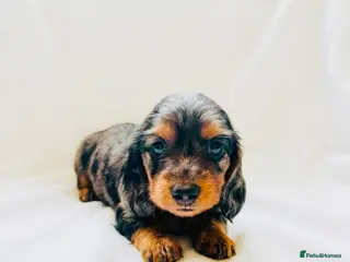 Miniature Dachshund dogs Quality Miniature Dachshund puppies - Advert 3