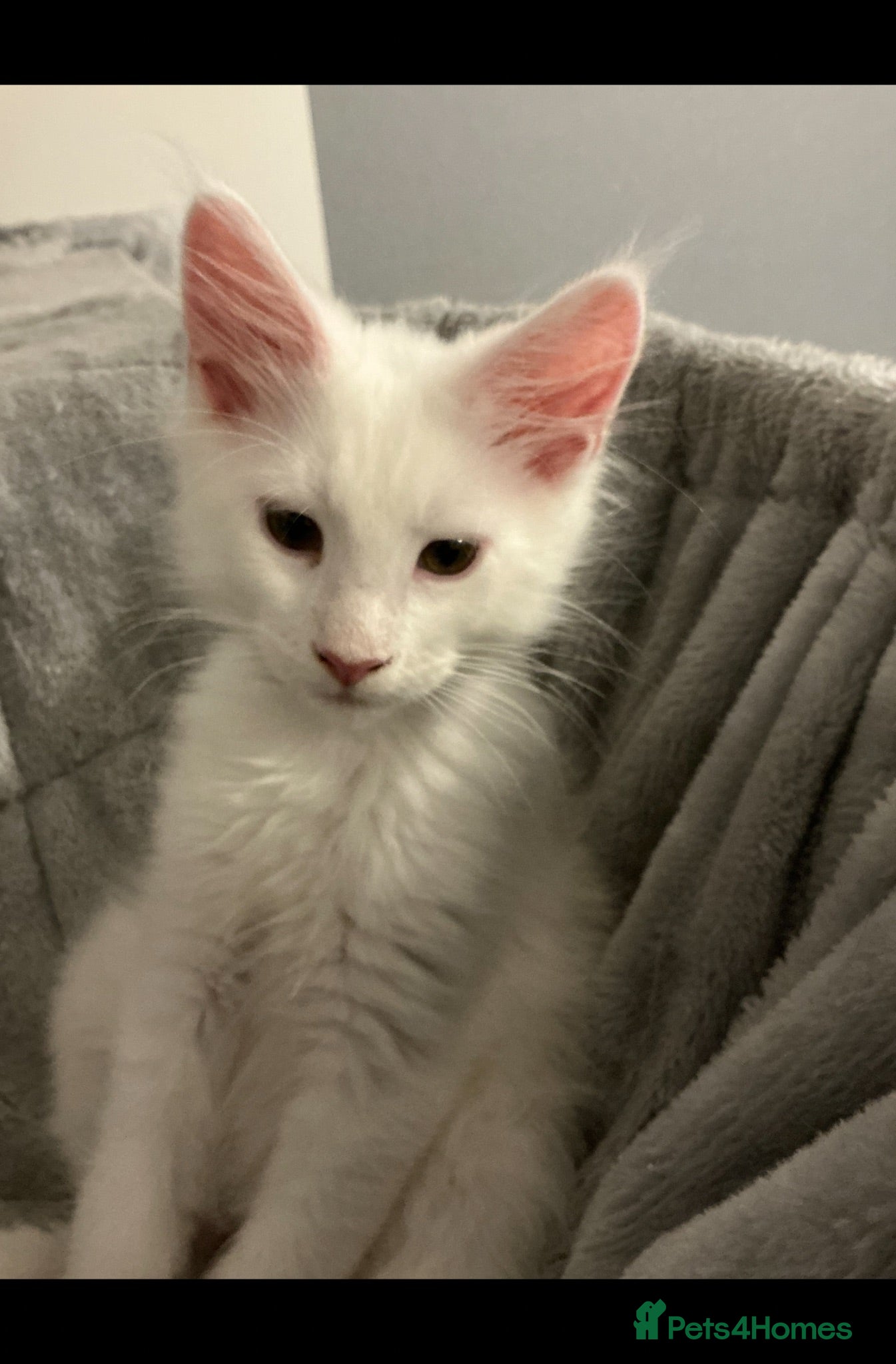 Maine Coon cats GCCF Registered MaineCoon Blue/Black Smoke & White - Advert 2