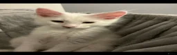 Maine Coon cats for sale: GCCF Registered MaineCoon Blue/Black Smoke & White - Advert 3