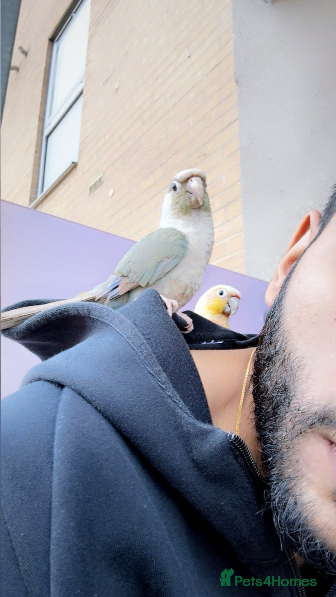 Conures birds for sale: Healthy and Happy Conures - Image 3