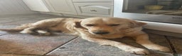 Golden Retriever dogs for sale: Golden Retriever puppies Ready  - Advert 5