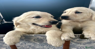 Golden Retriever dogs - Advert 16