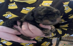 Toy Poodle dogs for sale: Gorgeous Toy Poodle Puppies - Advert 14