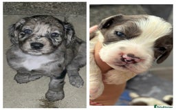 Cocker Spaniel dogs for stud: Merle cocker spaniel for stud in Seaham - Image 10