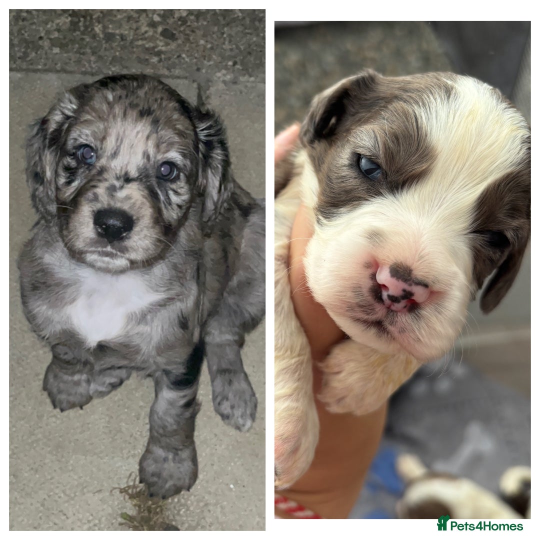 Cocker Spaniel dogs for stud: Merle cocker spaniel for stud in Seaham - Image 10