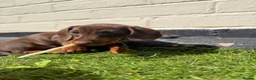 Miniature Dachshund dogs for sale: BEST OFFER! ONLY 2 LEFT! KC Registered Puppies 💕 - Advert 3
