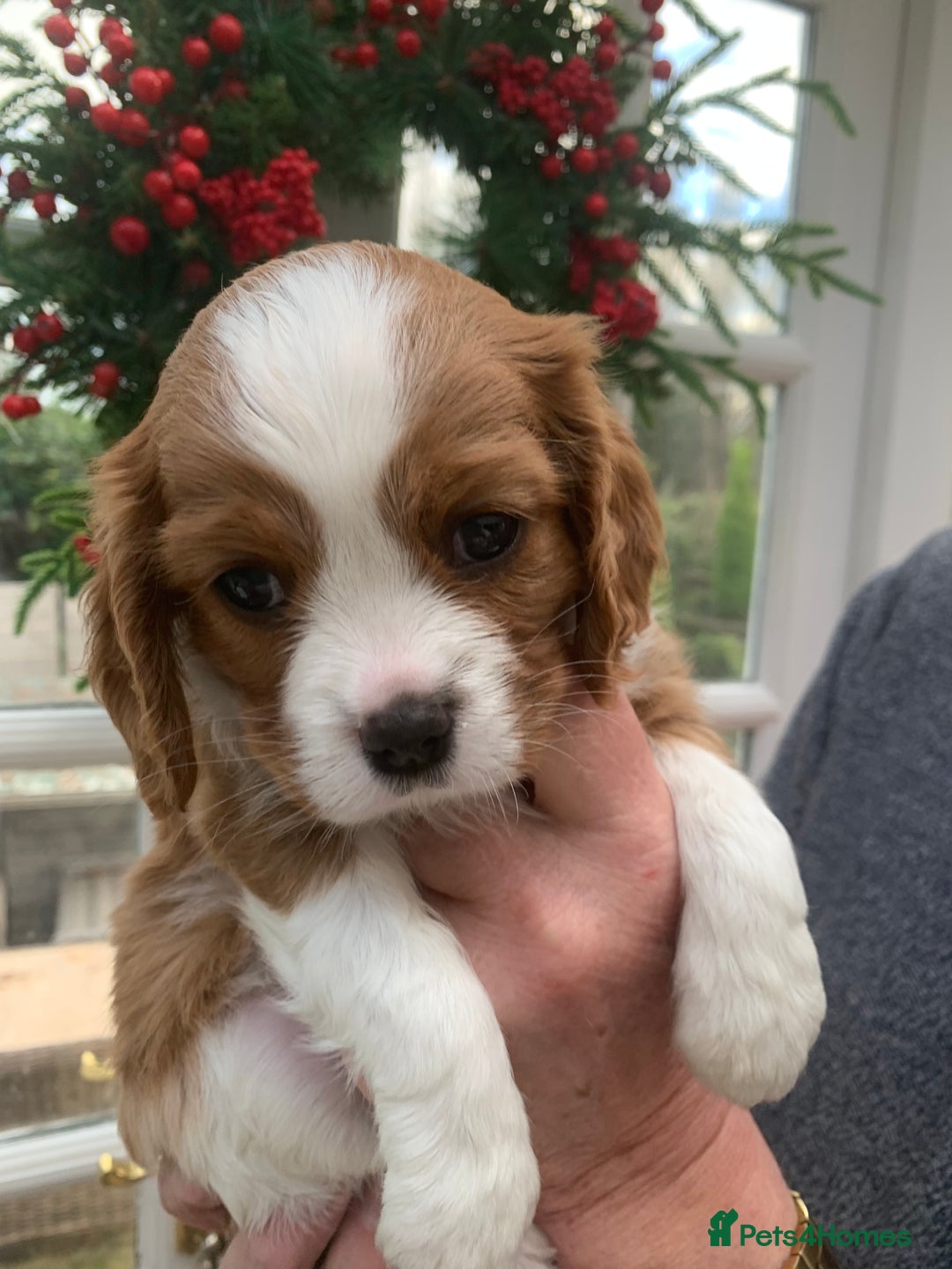 Cavalier King Charles Spaniel dogs for sale: Gorgeous KC reg Cavalier Puppies - Advert 4