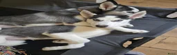 Siberian Husky dogs for sale: Two husky puppies for sale - Advert 12