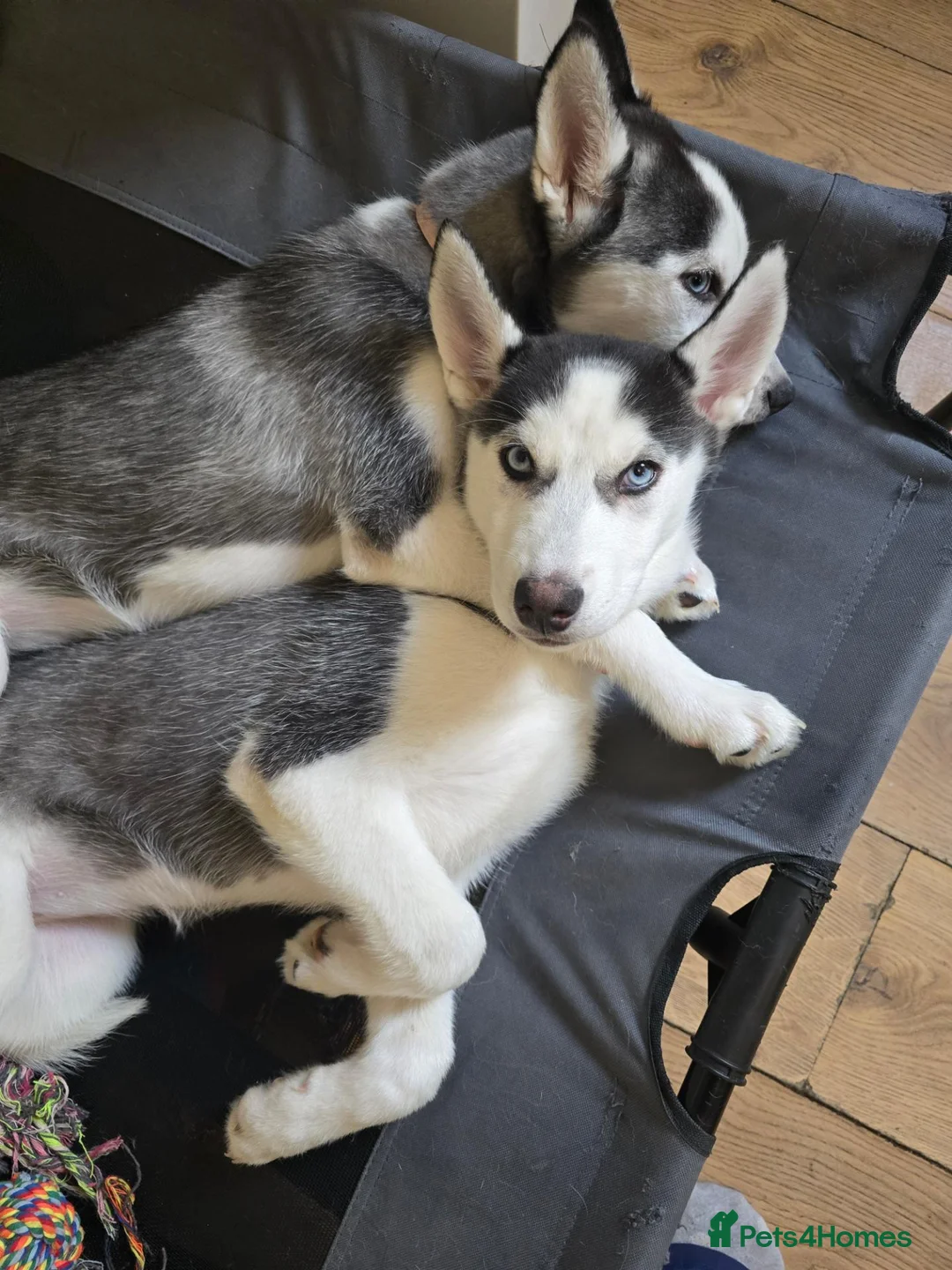 Siberian Husky dogs for sale: Two husky puppies for sale - Advert 12