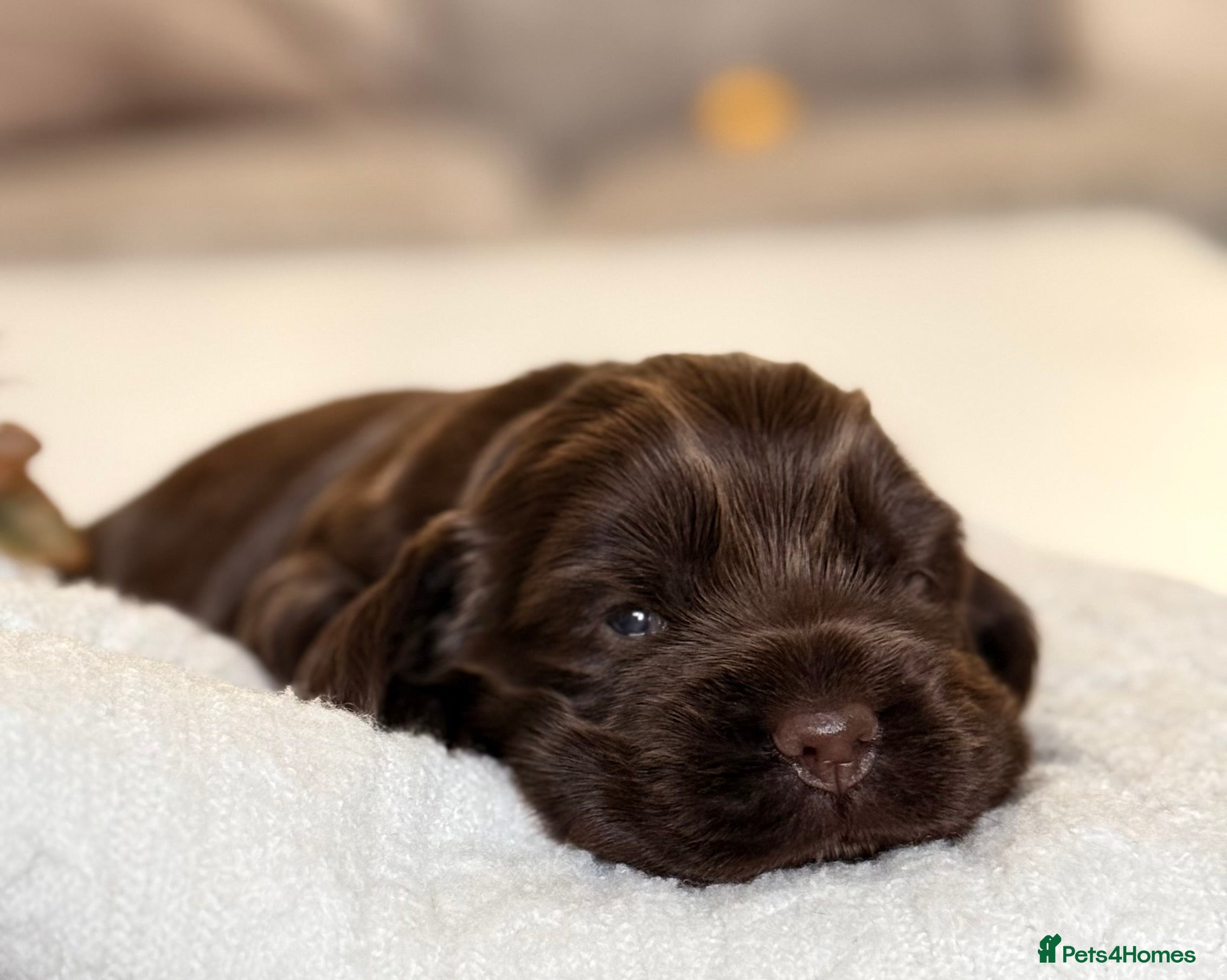 Cocker Spaniel dogs Show cocker spaniels  - Advert 5