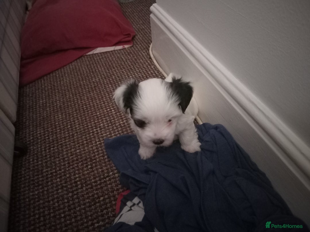 Bichon Frise dogs for sale: for sale  - Advert 9