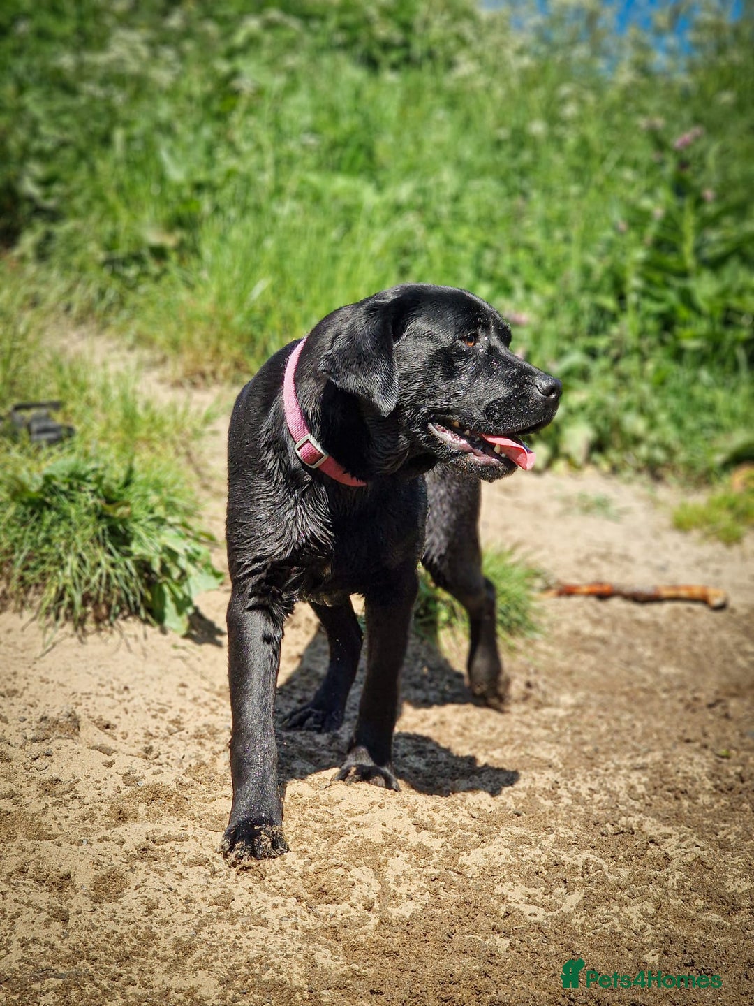 Labrador Retriever dogs for sale: Beautiful black and chocolate pups  - Image 10
