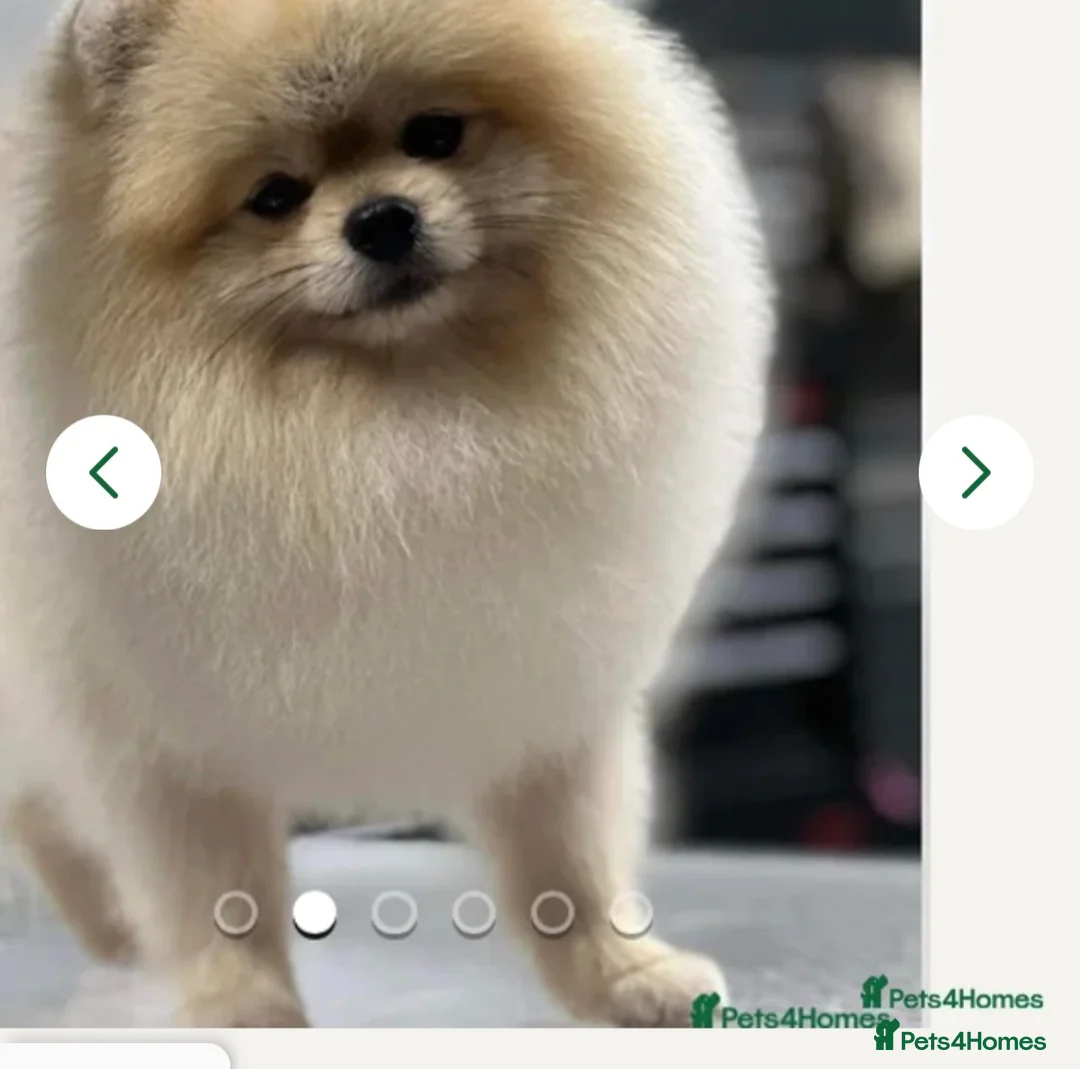 Pomeranian dogs for sale: KC Pomeranian Boys - Advert 2