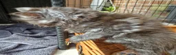 Maine Coon cats for sale: Pedigree - smoke russian line mainecoons - Advert 3