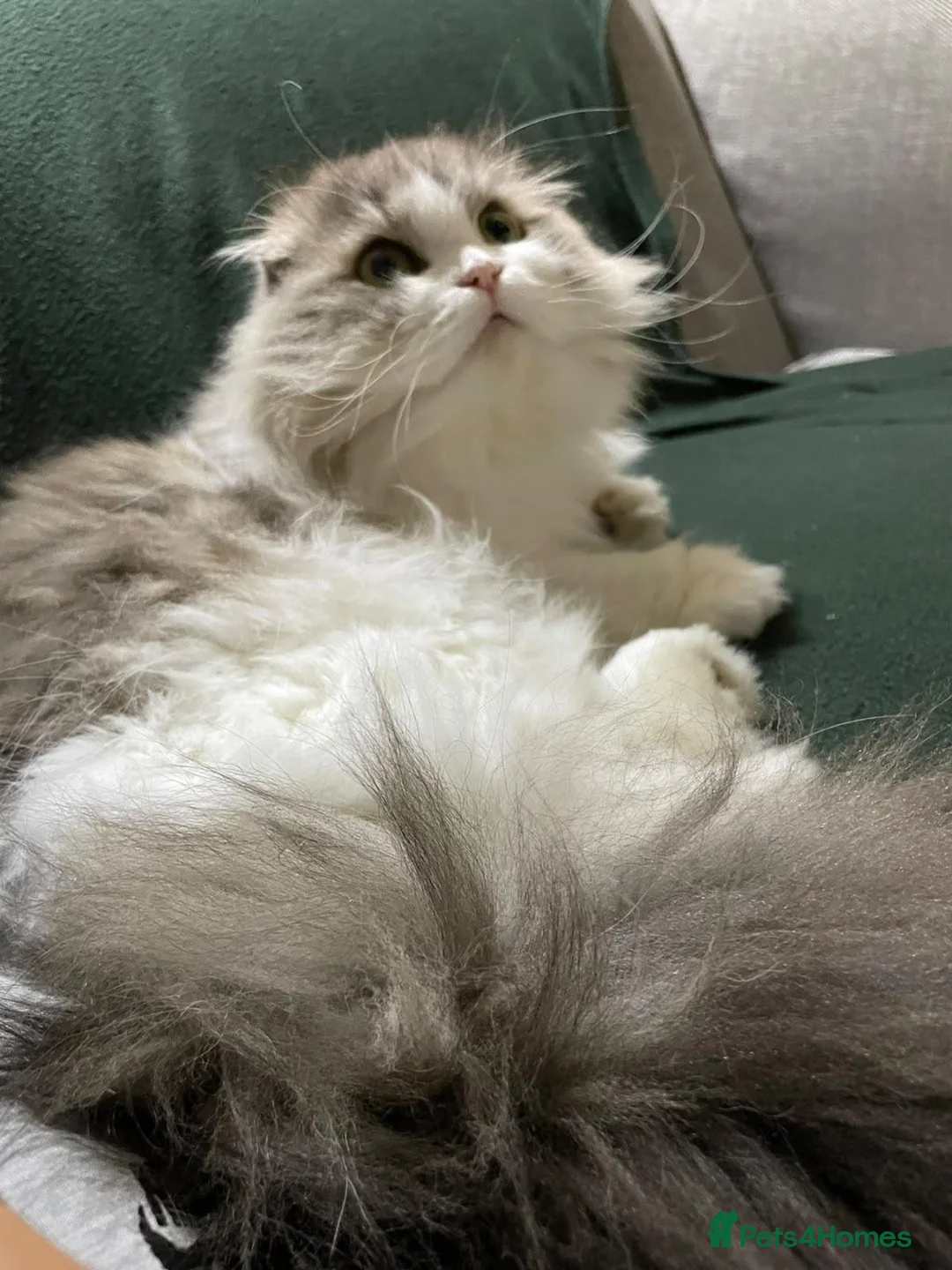 Scottish Fold cats for sale: Rare Scottish Fold cats in London - Advert 2