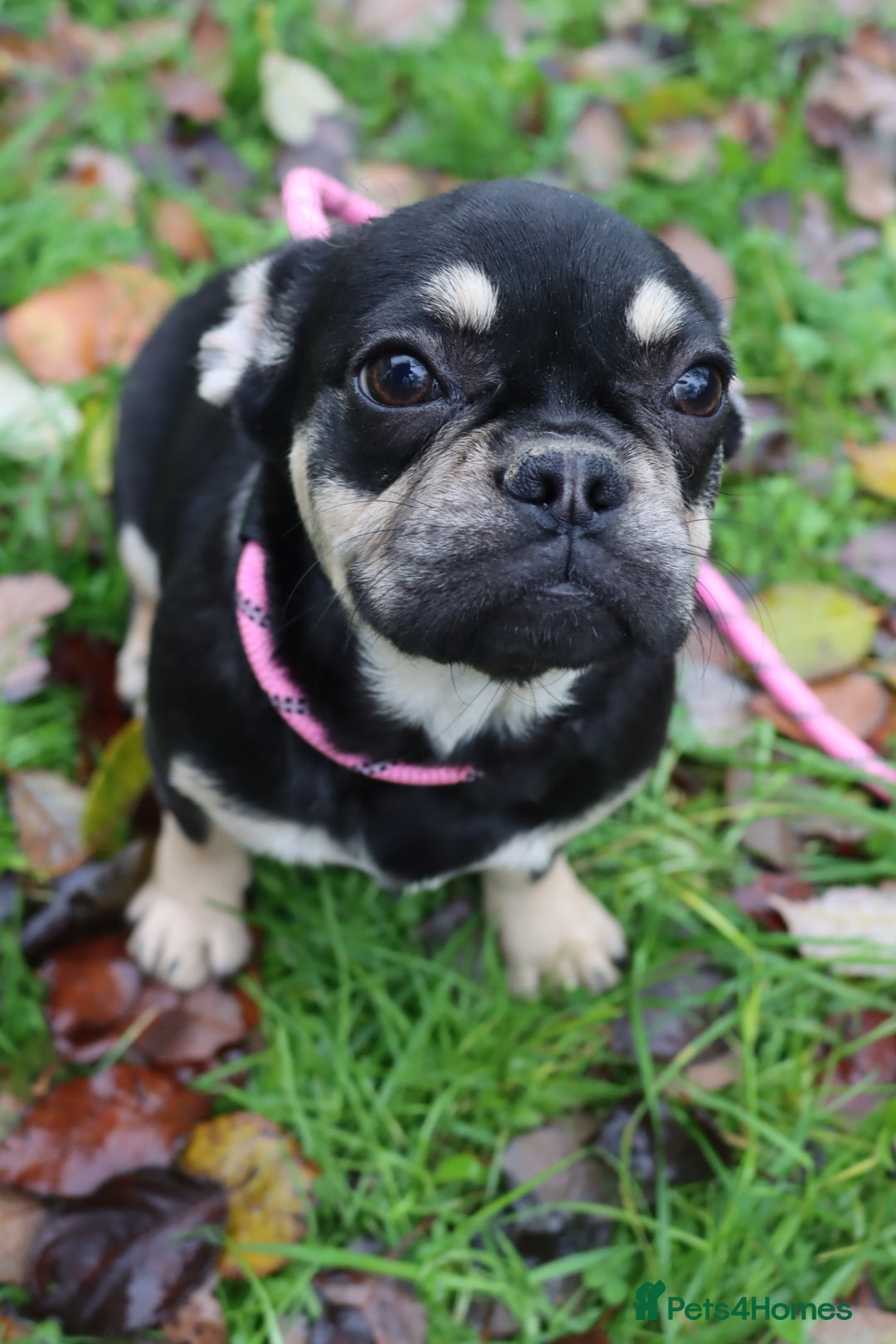 French Bulldog dogs for sale: Panda husky puppy’s  - Advert 7