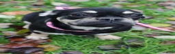 French Bulldog dogs for sale: Panda husky puppy’s  - Advert 7